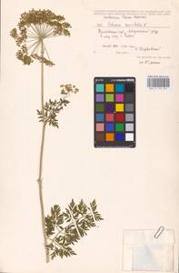 Selinum carvifolia (L.) L., Eastern Europe, Central forest-and-steppe region (E6) (Russia)