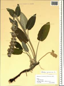 Stachys germanica L., Crimea (KRYM) (Russia)