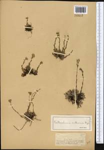 Eritrichium villosum (Ledeb.) Bunge, Middle Asia, Dzungarian Alatau & Tarbagatai (M5) (Kazakhstan)