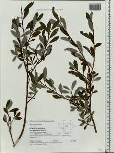 Salix phylicifolia L., Eastern Europe, Central region (E4) (Russia)