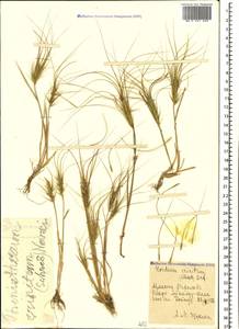 Taeniatherum caput-medusae (L.) Nevski, Caucasus, Armenia (K5) (Armenia)