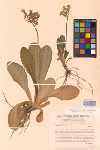 Primula intricata Gren. & Godr., Western Europe (EUR) (Italy)