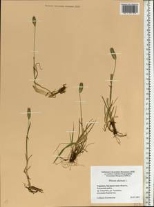 Phleum alpinum L., Eastern Europe, West Ukrainian region (E13) (Ukraine)