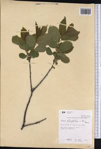 Endotropis alnifolia (L'Hér.) Hauenschild, America (AMER) (Canada)