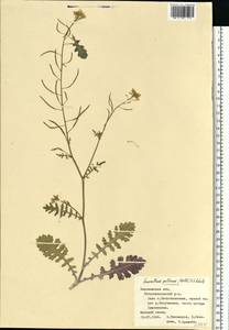 Erucastrum gallicum (Willd.) O. E. Schulz, Eastern Europe, Central forest-and-steppe region (E6) (Russia)