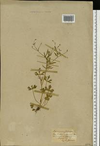 Ranunculus sceleratus L., Eastern Europe, South Ukrainian region (E12) (Ukraine)