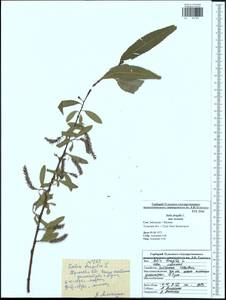 Salix fragilis L., Eastern Europe, Central region (E4) (Russia)