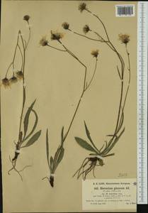 Hieracium glaucum subsp. isaricum (Nägeli ex J. Hofm.) Nägeli & Peter, Western Europe (EUR) (Austria)