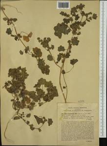 Malva parviflora L., Western Europe (EUR) (Italy)