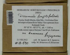 Dicranum fragilifolium Lindb., Bryophytes, Bryophytes - Western Siberia (including Altai) (B15) (Russia)