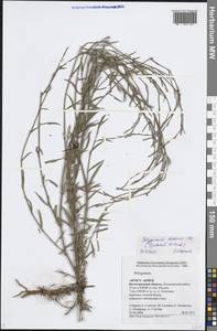 Polygonum bellardii All., Eastern Europe, Lower Volga region (E9) (Russia)