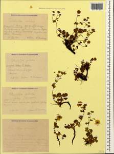 Potentilla crantzii subsp. gelida (C. A. Mey.) Soják, Caucasus, Krasnodar Krai & Adygea (K1a) (Russia)