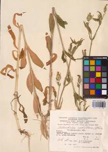Silene noctiflora L., Eastern Europe, West Ukrainian region (E13) (Ukraine)