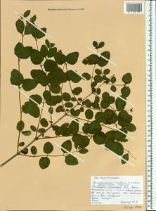 Symphoricarpos albus (L.) C. Koch, Eastern Europe, Belarus (E3a) (Belarus)