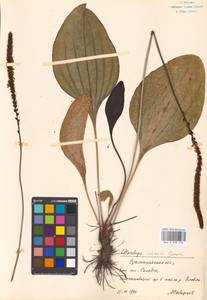 Plantago cornuti Gouan, Eastern Europe, Lower Volga region (E9) (Russia)