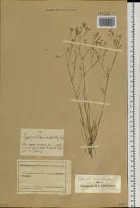 Gypsophila paniculata L., Siberia, Altai & Sayany Mountains (S2) (Russia)