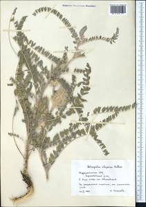 Astragalus alopecias Pall., Middle Asia, Karakum (M6) (Turkmenistan)
