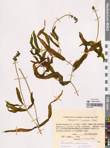 Potamogeton praelongus Wulfen, Siberia, Yakutia (S5) (Russia)