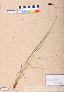 Carex aterrima Hoppe, Siberia, Central Siberia (S3) (Russia)