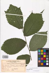 Ulmus glabra, Eastern Europe, Moscow region (E4a) (Russia)