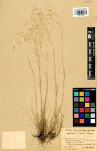Agrostis vinealis Schreb., Siberia, Baikal & Transbaikal region (S4) (Russia)