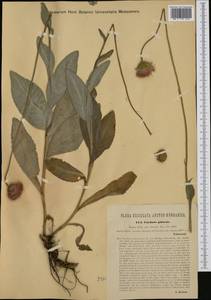 Carduus defloratus subsp. glaucus (Baumg.) Nyman, Western Europe (EUR) (Austria)