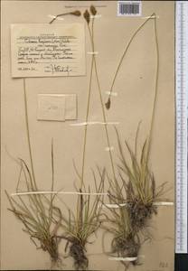 Carex kokanica (Regel) S.R.Zhang, Middle Asia, Western Tian Shan & Karatau (M3) (Uzbekistan)