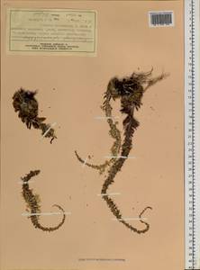 Orostachys spinosa (L.) Mey. ex A. Berger, Siberia, Central Siberia (S3) (Russia)