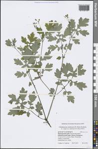 Chelidonium majus L., Siberia, Russian Far East (S6) (Russia)