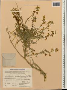 Matthiola odoratissima (Pall. ex M.Bieb.) W.T. Aiton, Caucasus, Azerbaijan (K6) (Azerbaijan)
