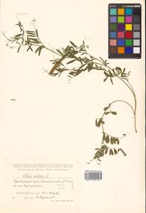 Vicia sativa subsp. nigra Ehrh., Siberia, Russian Far East (S6) (Russia)