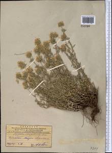Ziziphora clinopodioides Lam., Middle Asia, Pamir & Pamiro-Alai (M2) (Turkmenistan)