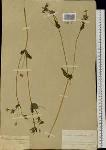 Dichodon davuricum (Fisch. ex Spreng.) Á. Löve & D. Löve, Siberia, Altai & Sayany Mountains (S2) (Russia)