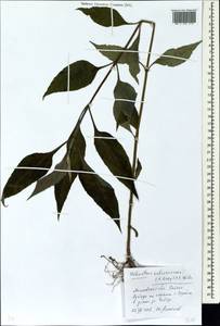 Helianthus tuberosus L., Eastern Europe, Moscow region (E4a) (Russia)