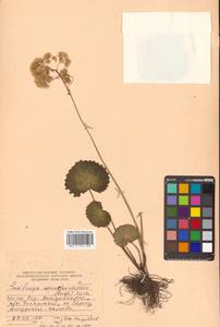 Micranthes manchuriensis (Engl.) Gornall & H. Ohba, Siberia, Russian Far East (S6) (Russia)