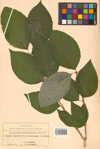 Philadelphus tenuifolius Rupr. & Maxim., Siberia, Russian Far East (S6) (Russia)