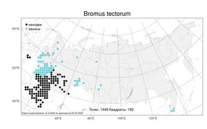 Bromus tectorum L., Atlas of the Russian Flora (FLORUS) (Russia)