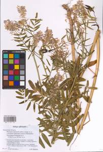 Galega officinalis L., Eastern Europe, Central region (E4) (Russia)