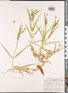 Rabelera holostea (L.) M. T. Sharples & E. A. Tripp, Eastern Europe, Central region (E4) (Russia)