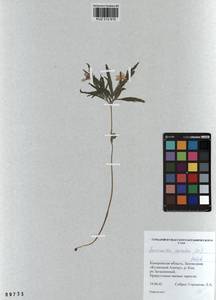 Anemone caerulea DC., Siberia, Altai & Sayany Mountains (S2) (Russia)