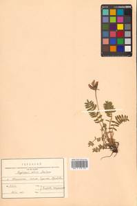 Oxytropis retusa Matsum., Siberia, Russian Far East (S6) (Russia)