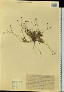 Cerastium alpinum L., Siberia, Central Siberia (S3) (Russia)