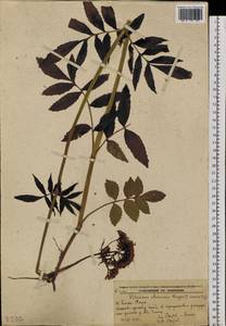 Valeriana officinalis L., Siberia, Russian Far East (S6) (Russia)