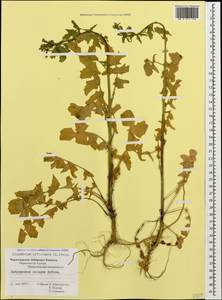 Sisymbrium officinale (L.) Scop., Caucasus, Black Sea Shore (from Novorossiysk to Adler) (K3) (Russia)