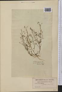 Lobelia erinus L., America (AMER) (Not classified)