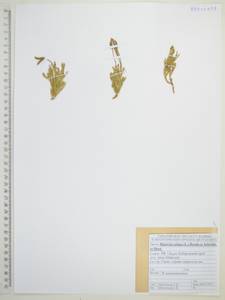 Huperzia selago (L.) Bernh., Siberia, Russian Far East (S6) (Russia)