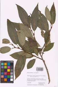 Salix ×meyeriana Rostk. ex Willd., Eastern Europe, Central region (E4) (Russia)