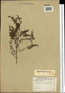 Artemisia nutans Willd., Eastern Europe, Lower Volga region (E9) (Russia)