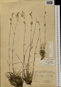 Silene jeniseensis Willd., Siberia, Yakutia (S5) (Russia)