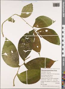 Elatostema platyphyllum Wedd., South Asia, South Asia (Asia outside ex-Soviet states and Mongolia) (ASIA) (Vietnam)